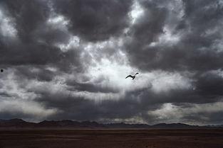 暴风雨中的海燕图片